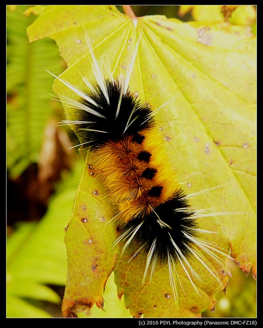 Spotted Tussock Moth Caterpillar (Lophocampa maculata)