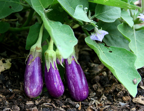 school garden eggplant