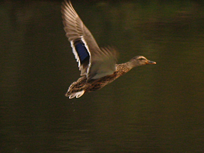 25-09-2010-flying-duck