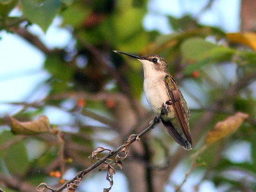 Ruby-throated hummingbird 20100926