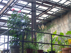 Starline Boiler Room turned greenhouse