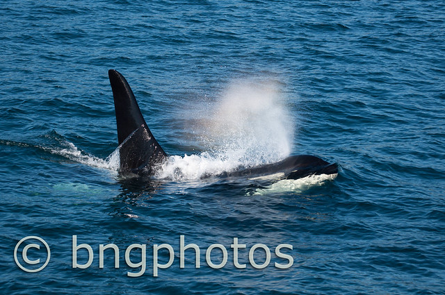 21 year old Orca Male heading towards shore to meetup with his mother and brother to hunt for salmon