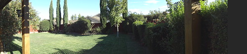 afternoon in the backyard