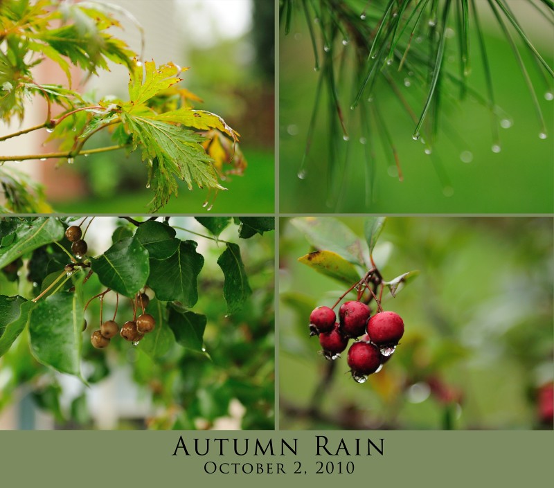 Mosiac Monday - Autumn Rain