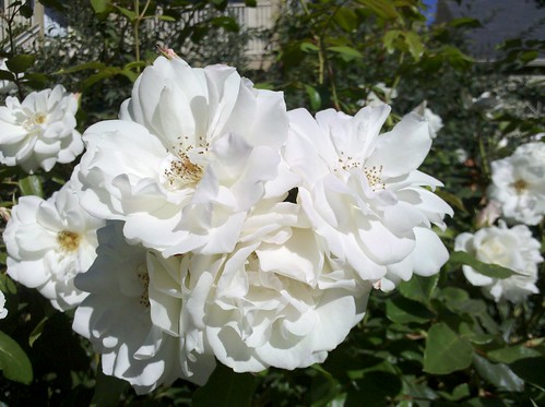 Pictures Of Roses Blooming. white roses blooming in October (not me)