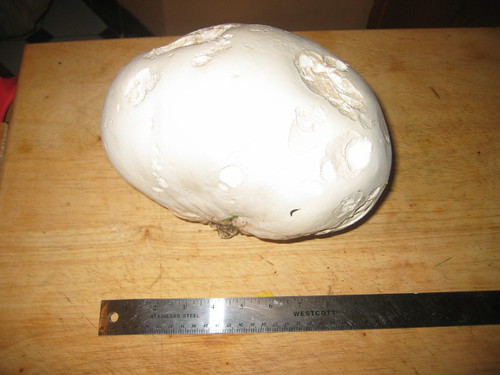 humungous mushroom
