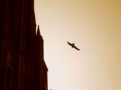 Eagle Soars over St. Philomena's Church