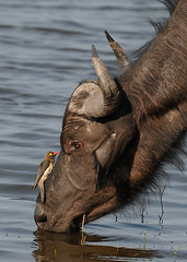 Buffalo and Oxpecker, Chobe National Park, Botswana.