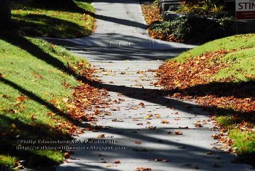 Autumn Sidewalk