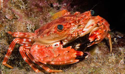 Hawaiian Swimming Crab