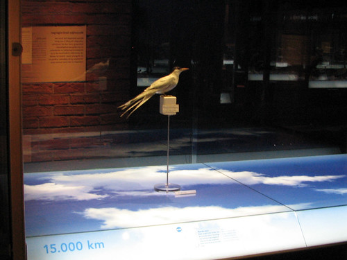 Arctic Tern at Naturalis