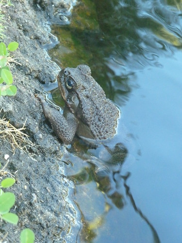 Frog in the Koi pond