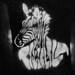 Berlin Zebra Stencil