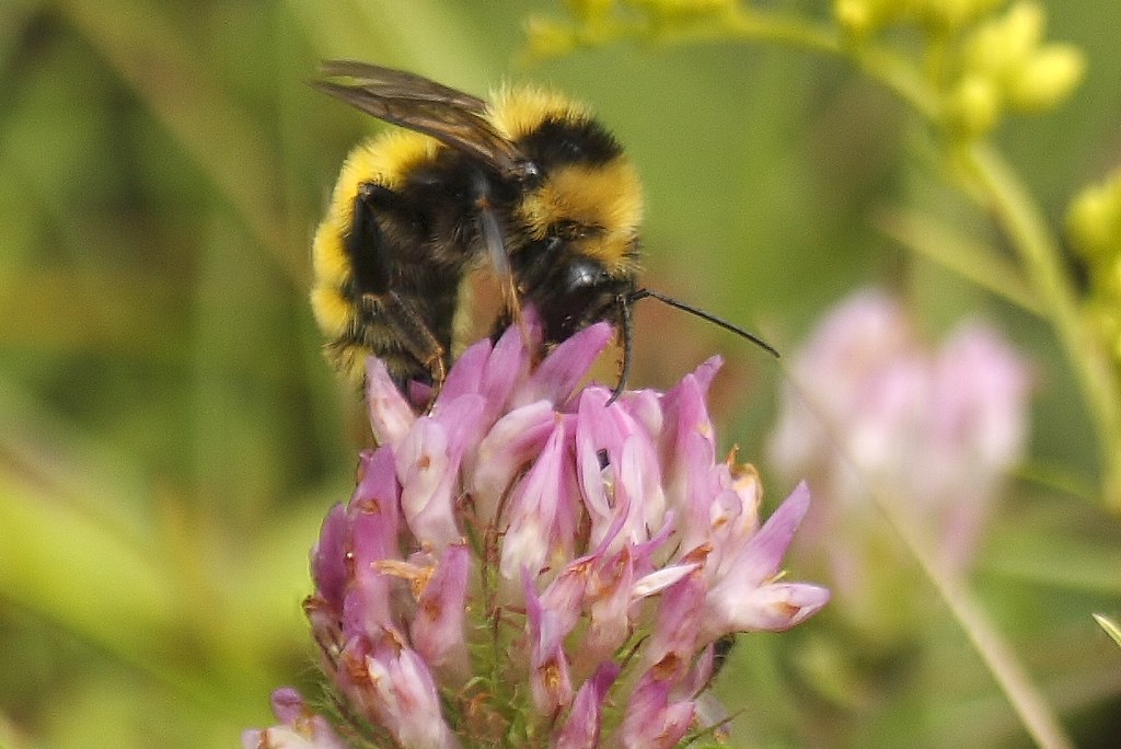 Bumblebee on red clover (3)