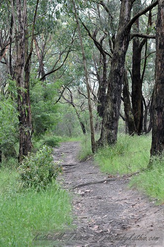 A path a Baluk Willam Reserve