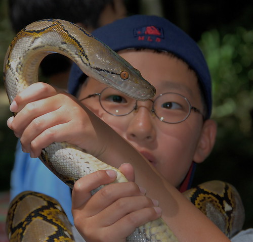 dangerous animals in rainforest. Click on the image below to get the URL Deerland World in Nature - Malaysia - Python Deerland Malaysia Located in a natural rainforest just a stone