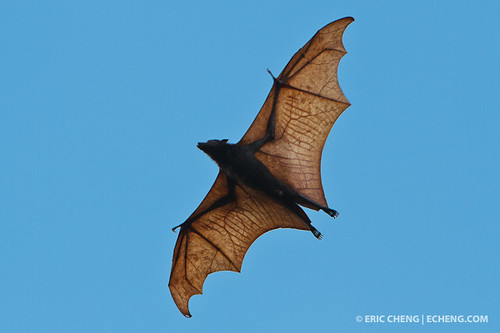 fruit bat flying. Indonesian fruit bat, flying