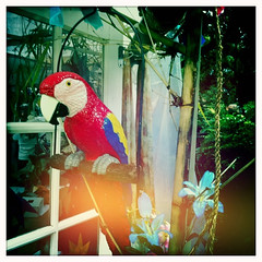 Fall Parrot