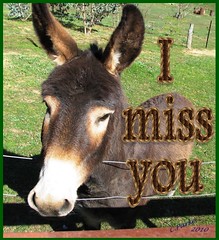 eCard: Missing You -donkey