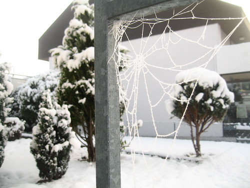 frozen spiderweb