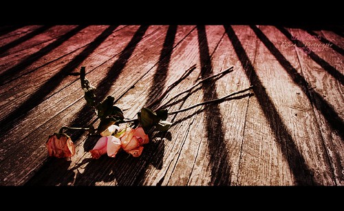 Roses left behind