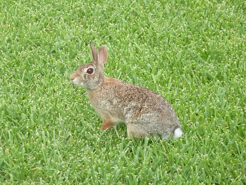 Bunny in my yard