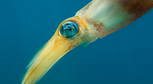 Bigfin Squid (Sepioteuthis lessoniana)
