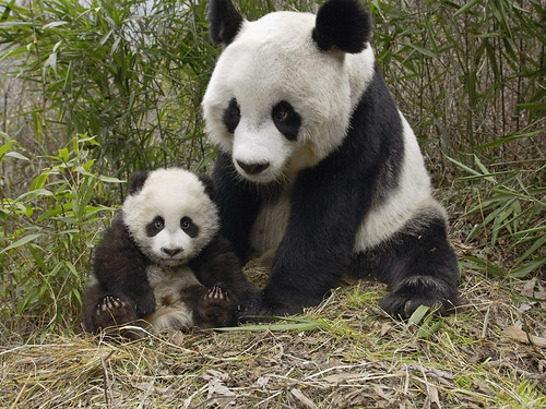 フリー写真素材|動物|哺乳類|クマ科|ジャイアントパンダ|家族・親子（動物）|
