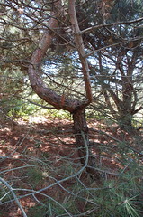 Another Resilient Tree <a style="margin-left:10px; font-size:0.8em;" href="http://www.flickr.com/photos/91915217@N00/4997188411/" target="_blank">@flickr</a>