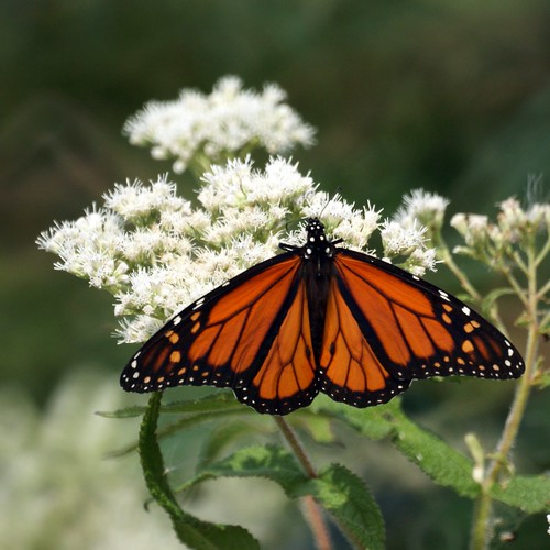 Monarch Butterfly from Cape May