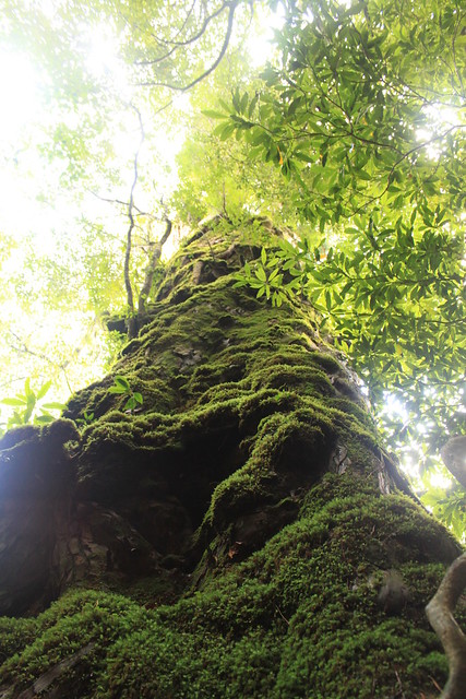 白谷雲水峡の奉行杉 in Yakushima