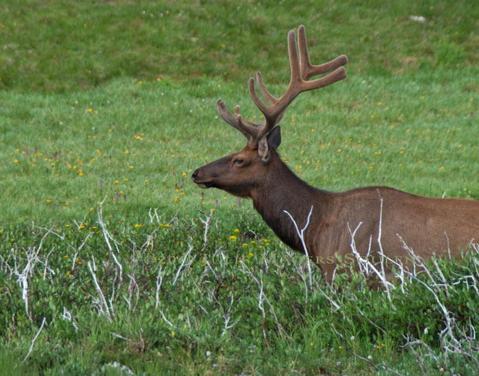 Bull elk in brush in Rocky Mountain National Park, Colorado.