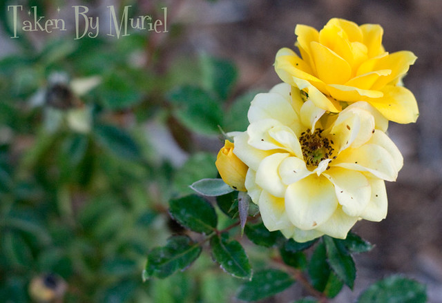 yellow rose 2