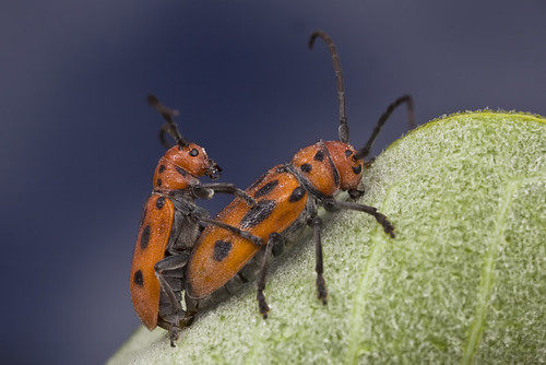 beautiful long-horned beetle mating