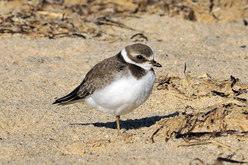 vested semipalmated plover 