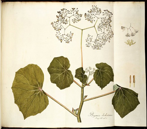 Begonia dichotoma