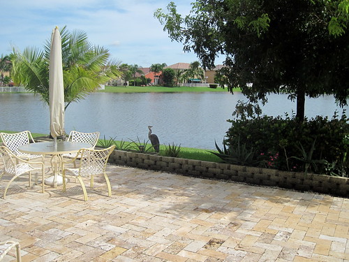 Great Blue Heron on patio 20100930