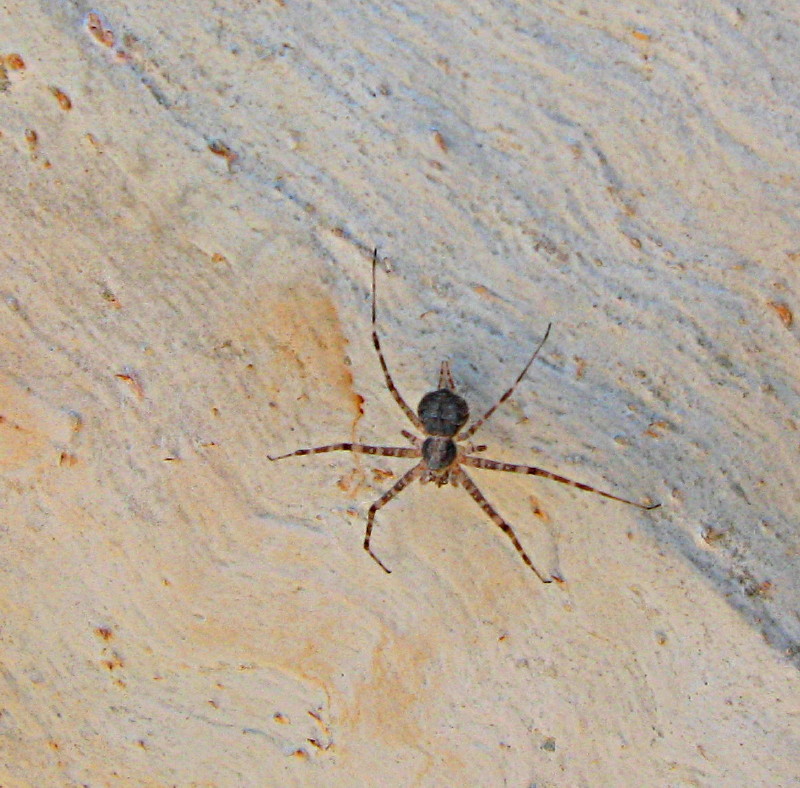 02-10-2010-spider2