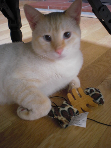 Mikey with Fish Toy