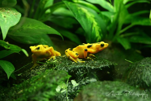 Yellow Frogs