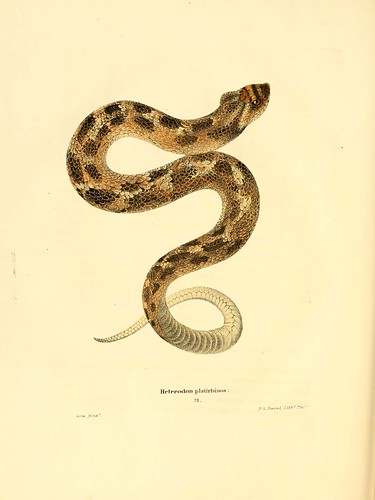 015-Heterodon platirhinos-North American herpetology…1842-Joh Edwards Holbrook