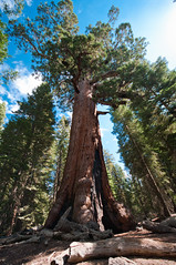 Grizzly, Mariposa Grove