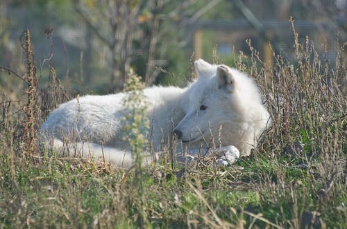 Artic Wolf Watching
