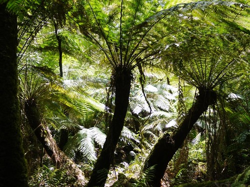 Tree Ferns in Temperate Rain Forest