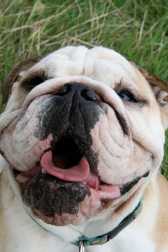 Bulldog Happy Smile