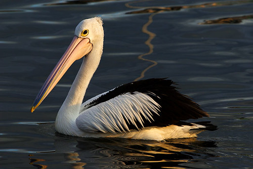 Pelican at Quarantine Bay, Eden, New South Wales, Australia IMG_8178_Eden