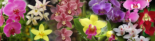 orchids-banner
