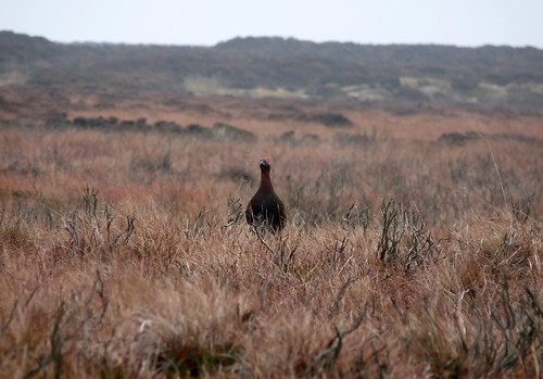 23699 - Red Grouse, Ilkley Moor
