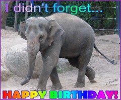 eCard: Birthday - I didn't forget... elephant