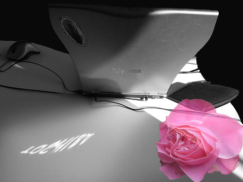 Toshiba bw and bw distorted with rose